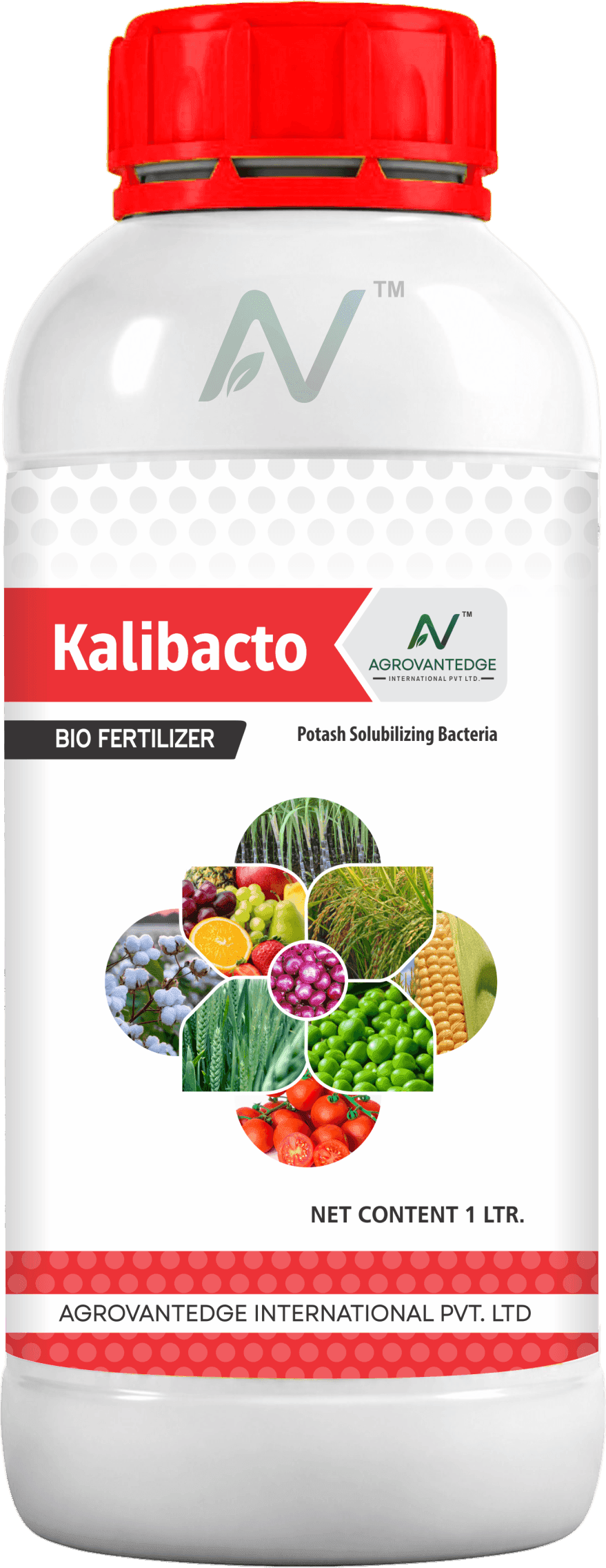 Kalibacto